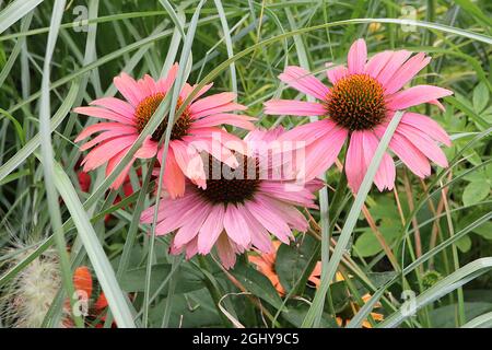 Echinacea purpurea ‘Pink Pearl’ coneflower Pink Pearl - soft pink petals and red yellow tipped spikes on cone-shaped centre,  August, England, UK Stock Photo