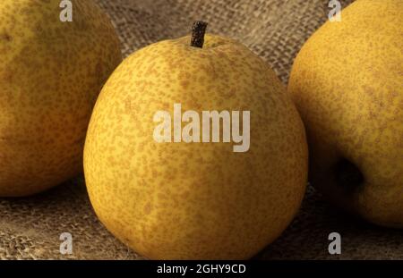 STUDIO IMAGE OF ASIAN PEARS (PYRUS PYRIFOLIA) ON HESIAN. THESE PEARS ARE ALSO CALLED NASHI, CHINESE OF ASIAN PEARS. AUSTRALIA. Stock Photo