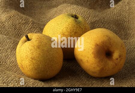 STUDIO IMAGE OF ASIAN PEARS (PYRUS PYRIFOLIA) ON HESIAN. THESE PEARS ARE ALSO CALLED NASHI, CHINESE OF ASIAN PEARS. AUSTRALIA. Stock Photo