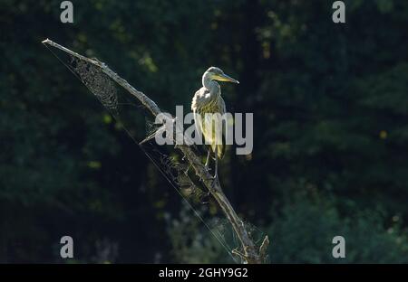 young gray heron sits on a branch Stock Photo