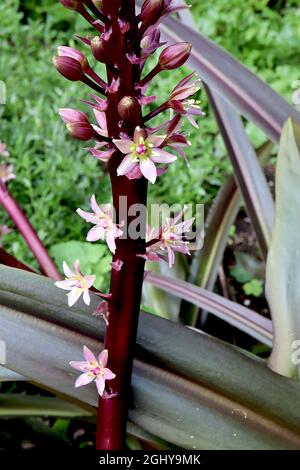 Eucomis comosa ‘Safari Adventure’ pineapple lily Safari Adventure – upright racemes of white star-shaped flowers on very thick purple stems,  August, Stock Photo