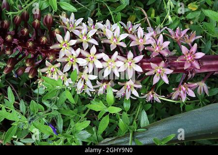 Eucomis comosa ‘Safari Adventure’ pineapple lily Safari Adventure – upright racemes of white star-shaped flowers on very thick purple stems,  August, Stock Photo