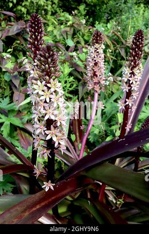 Eucomis comosa ‘Safari Adventure’ pineapple lily Safari Adventure – upright racemes of white star-shaped flowers on very thick purple stems,  August, Stock Photo