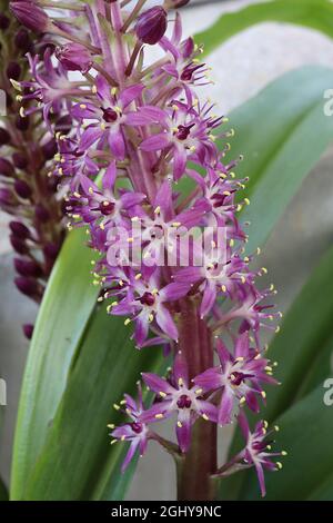 Eucomis humilis ‘Twinkle Stars’ pineapple lily Twinkle Stars - upright racemes of violet star-shaped flowers on very thick stems,  August, England, UK Stock Photo