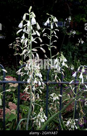 Galtonia candicans summer hyacinth – white bell-shaped flowers on very tall stems,  August, England, UK Stock Photo