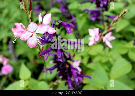 Gaura lindheimeri ‘Rosy Jane’ Oenothera lindheimeri Harrosy – long stems of flat white flowers with pink edges,  August, England, UK Stock Photo