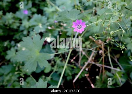 Geranium pyrenaicum hedgerow cranesbill – mauve flowers with violet veins and deeply notched petals,  August, England, UK Stock Photo