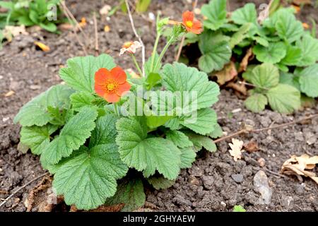Geum Coccineum Koi Dwarf Avens Koi Red Orange Flowers With Orange geum-coccineum-koi-dwarf-avens-koi-red-orange-flowers-with-orange