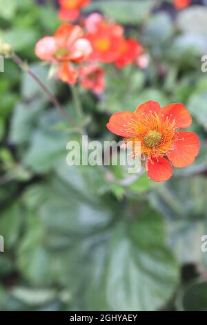Geum coccineum ‘Koi’ dwarf Avens Koi – red orange flowers with orange stamens and large basal leaves,  August, England, UK Stock Photo