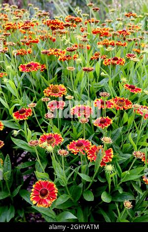 Helenium autumnale ‘Biedermeier’ sneezeweed Biedermeier – red flowers with yellow tips,  August, England, UK Stock Photo
