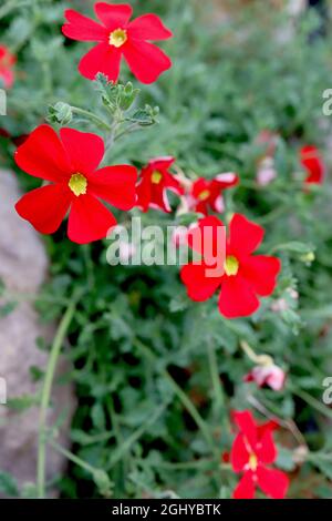 Jamesbrittenia bergae crimson phlox – scarlet red salverform flowers with yellow throat,  August, England, UK Stock Photo