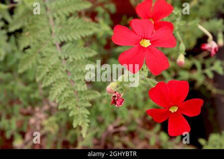 Jamesbrittenia bergae crimson phlox – scarlet red salverform flowers with yellow throat,  August, England, UK Stock Photo