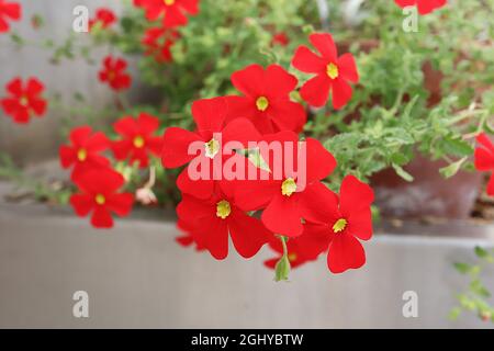 Jamesbrittenia bergae crimson phlox – scarlet red salverform flowers with yellow throat,  August, England, UK Stock Photo