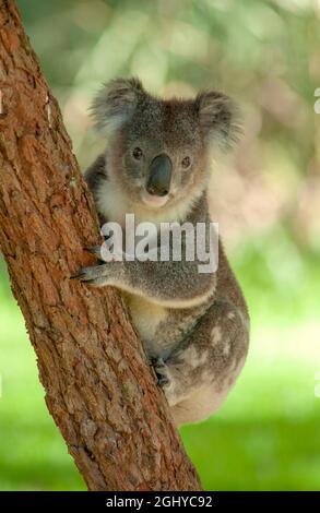 Koala clinging to a tree in country New South Wales, Australia. Stock Photo