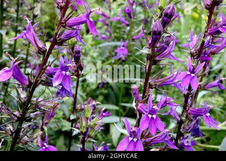 Lobelia x speciosa ‘Vedrariensis’ cardinal flower Vedrariensis - upright racemes of violet flowers with white eyes and narrow lance-shaped leaves, UK Stock Photo