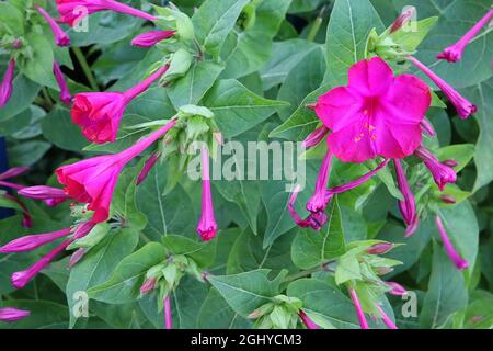 Mirabilis jalapa Marvel of Peru – strongly scented funnel-shaped deep pink flowers with ruffled petals, August, England, UK Stock Photo