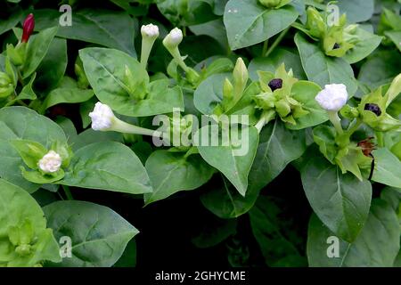 Mirabilis jalapa ‘Alba’ Marvel of Peru – strongly scented funnel-shaped white flowers with ruffled petals, August, England, UK Stock Photo