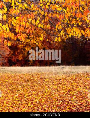 Colourful beech branches with yellow and orange folliage at autumn forest. Picturesque fall scene in Carpathian mountains, Ukraine. Landscape photography Stock Photo