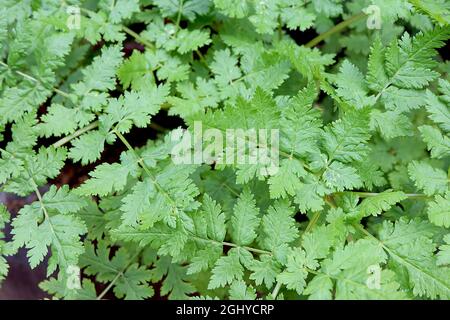 Myrrhis odorata sweet cicely – bright green ferny leaves,  August, England, UK Stock Photo