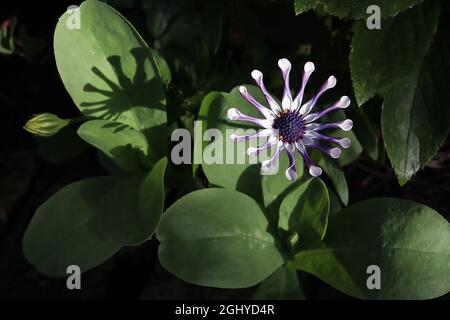 African Daisy Margarita Cool Purple