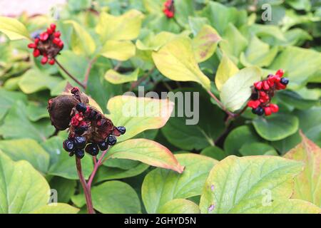 Paeonia mascula  SEEDS ONLY wild peony – red and black round glossy seeds in  starfish-like seed pods,  August, England, UK Stock Photo