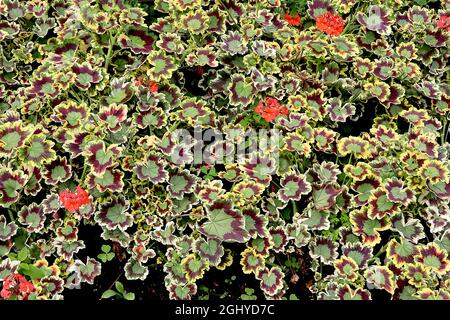 Pelargonium ‘Mrs Pollock’ zonal geranium Mrs Pollock – red flowers and tricolor leaves,  August, England, UK Stock Photo