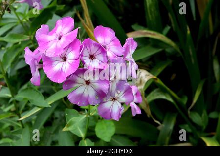 Phlox paniculata ‘Uspekh’ perennial phlox Uspekh - domed clusters of white flowers with wide violet margins, August, England, UK Stock Photo