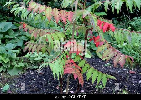 Rhus typhina ‘Dissecta’ cut-leaved stag’s horn sumach – arching red stems of green and red finely dissected leaves,  August, England, UK Stock Photo