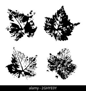 Botanical illustration. Grunge grape leaves. Collection of black leaves imprints on white background. Set of stamp vector Autumn Leaf. Stock Vector