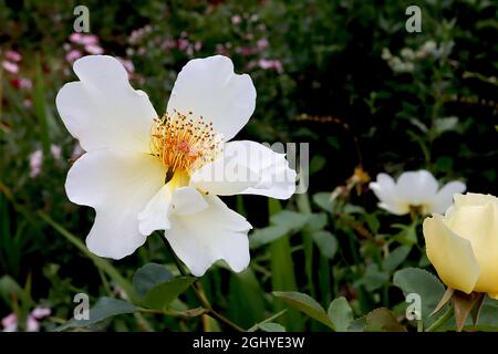 Rosa ‘Jacqueline du Pre’ (shrub rose) rose Jacqueline du Pre – single white flowers with multiple red stamens,  August, England, UK Stock Photo