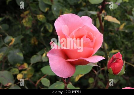 Rosa Queen Elizabeth (Grandiflora Rose)