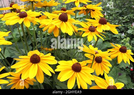 Rudbeckia hirta ‘Marmalade’ black-eyed Susan Marmalade - golden yellow flowers with brown cone-shaped centre,  August, England, UK Stock Photo