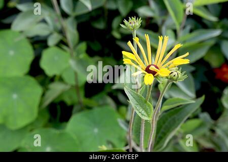 Rudbeckia subtomentosa ‘Little Henry’ sweet coneflower Little Henry - yellow flowers with separated quilled petals,  August, England, UK Stock Photo