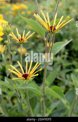Rudbeckia subtomentosa ‘Little Henry’ sweet coneflower Little Henry - yellow flowers with separated quilled petals,  August, England, UK Stock Photo