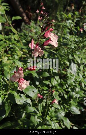 Pink flowers of strawberries Stock Photo - Alamy