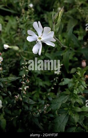 Silene latifolia white campion - white star-shaped flowers and small mid green ovate leaves, August, England, UK Stock Photo
