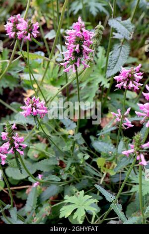 Stachys officinalis / Betonica officinalis purple betony – terminal racemes of violet pink flowers on tall stems,  August, England, UK Stock Photo