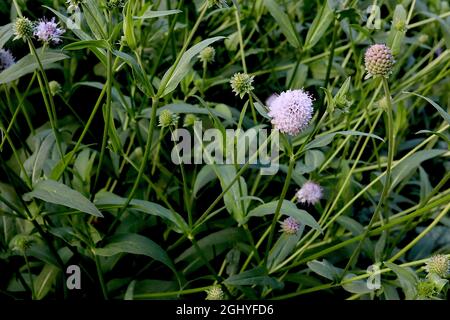 Succisella inflexa ‘Frosted Pearls’ marsh devils bit scabious Frosted Pearls – small spherical pale lavender flowers on tall stems,  August, England, Stock Photo
