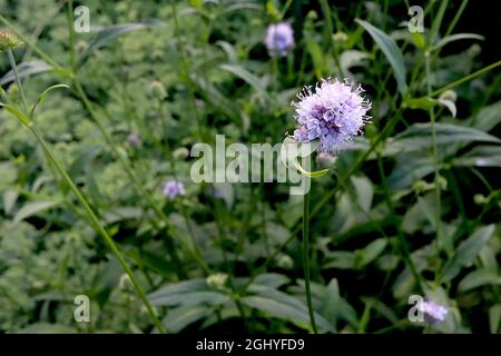 Succisella inflexa ‘Frosted Pearls’ marsh devils bit scabious Frosted Pearls – small spherical pale lavender flowers on tall stems,  August, England, Stock Photo