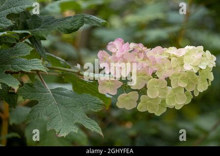 Hydrangea quercifolia Applause Stock Photo