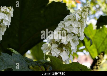 Hydrangea quercifolia Snowflake Brido Stock Photo