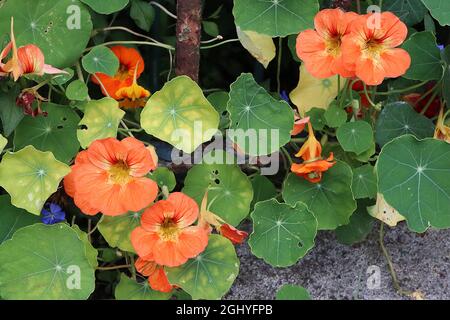 Tropaeolum majus ‘Whirlybird Mix’ nasturtium Whirlybird Mix - funnel-shaped coral orange flowers with red veins and yellow throat,  August, England,UK Stock Photo