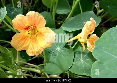 Tropaeolum majus ‘Whirlybird Mix’ nasturtium Whirlybird Mix - funnel-shaped pale orange flowers with red veins and pale yellow throat,  August, UK Stock Photo