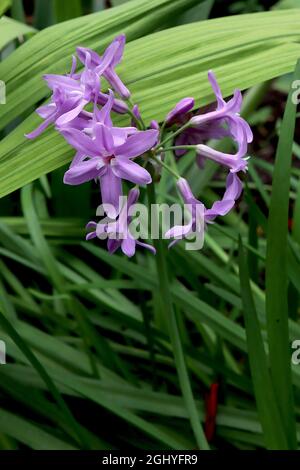 Tulbaghia violacea society garlic – tubular star-shaped violet flowers with purple midbar, August, England, UK Stock Photo