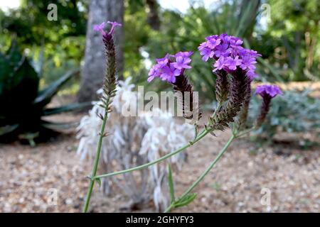 Verbena rigida ‘Santos Purple’ slender vervain Santos Purple – clusters of small violet flowers atop dark purple bracts on branched stems,  August, UK Stock Photo