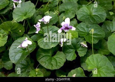 Viola hederacea Australian violet - pure white flowers with large purple basal blotch and round wrinkled mid green leaves,  August, England, UK Stock Photo