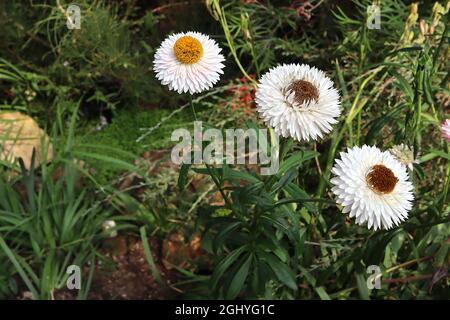 Xerochrysum / Helichrysum bracteatum Strawflower – white flowers with yellow centre,   August, England, UK Stock Photo
