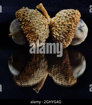 A closeup of two Oak acorns reflected on a black background Stock Photo