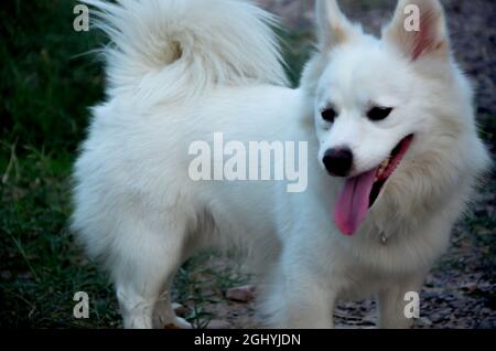 Selective focus on INDIAN SPITZ DOG walking in the garden in evening with blur background. Stock Photo