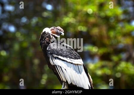 Male Andean Condor in captivity at San Diego Zoo Stock Photo